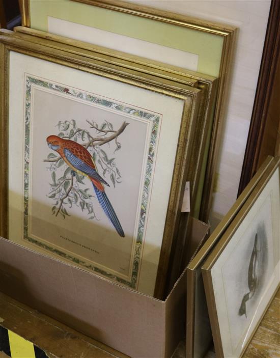 Two watercolours on silk of parrots and 6 ornithological prints, various (8)